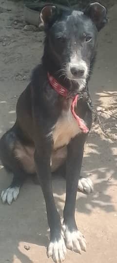 Alabai and kenghal shepherd and afghan khuchi mix of this baby boy