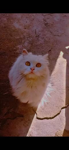 Persian