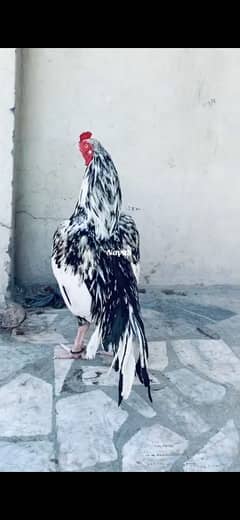 Aseel pair available