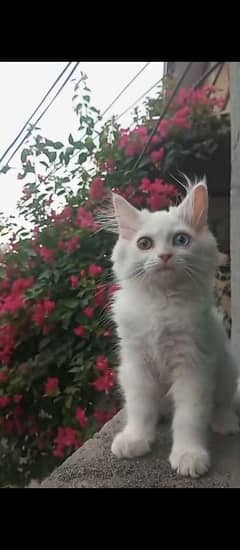 odd eyes healthy & active,Litter trained 3 months