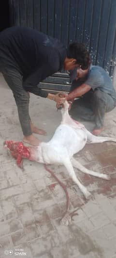 qasai Camel cow bakra