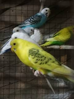 Budgies for sell