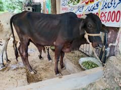 bull | calf | Cow | Qurbani