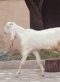 bakra qurbani j leay