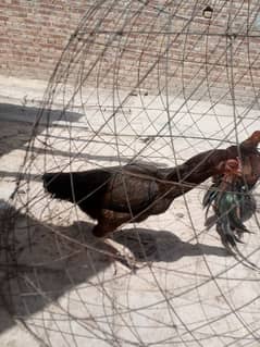 Mianwali aseel murgha and murghi awailable