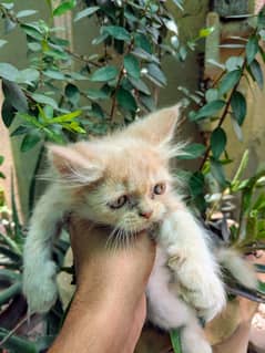 punch face kitten