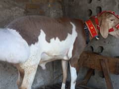 Turkey Dumba|Bakra| sheep| Chatra| دن٘بَہ |dumba | بکرا | Qurbani Goat