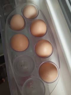 Egg for sale Male Jawa