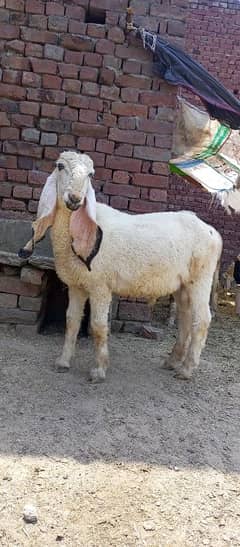 sheep