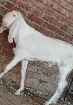 desi