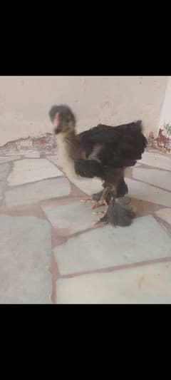 blue buff chick available