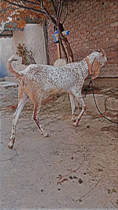 03004183118