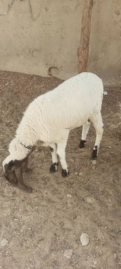 dumba for qurbani 2025