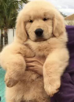 Golden retriever puppies 03198435459