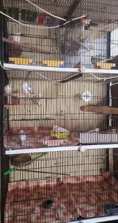 6 portion iron cage urgent sale 03044976220