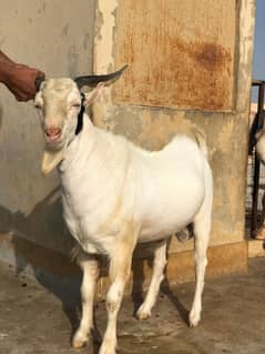 Ghulabi
