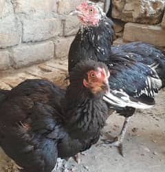 Black Mianwali 2 Females 03321987713