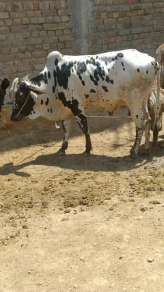 qurbani