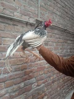 High qualliy Salleta colour aseel murga ha