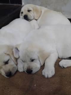 Labrador impoterd parents puppies available here
