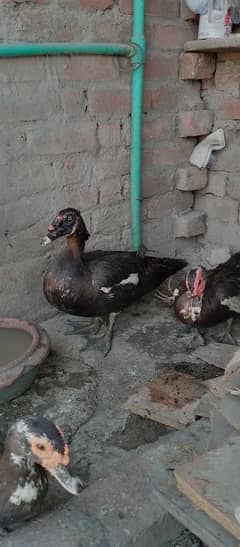 ducks