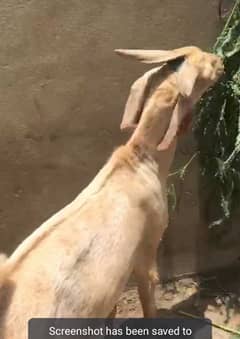 Sasty Bakry / Qurbani ko asan Banao Muhim