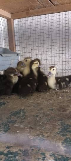 ducks