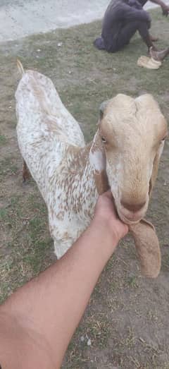 for sale qurbani GOTS