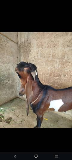 Betal Panjabi Nasal Bakra Urgent Sale Contact on 03233359015