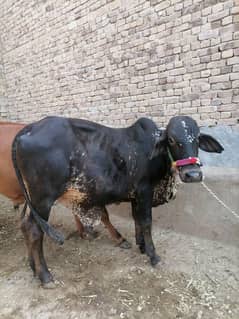 qurbani bachray for sale