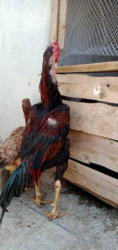 aseel pair for sale
