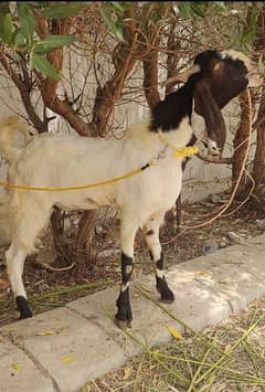 Kamori long height do dant Quality Bakre