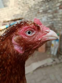 Pure Aseel Murgi For Sale