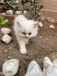 Persian cats pair