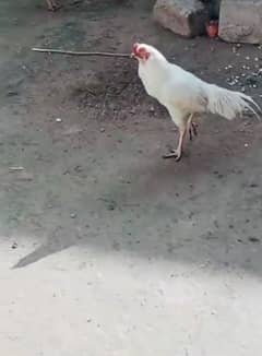 white aseel