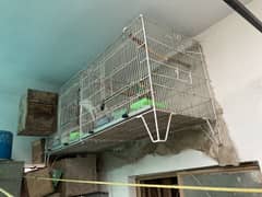 Birds Cage