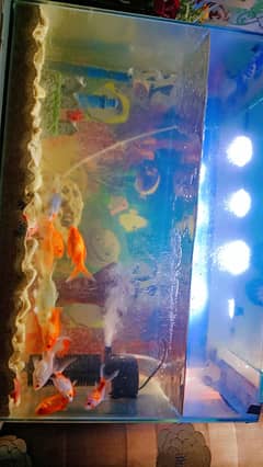 fish aquarium