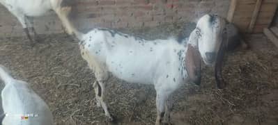 Bakra for sale . . 03009662688