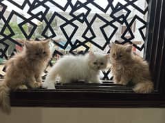 Persian
