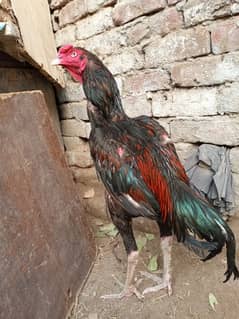 Pure Aseel Murga For Sale
