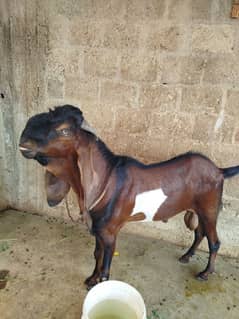 beetal Punjabi bakra  urgent sell contact on 03233359015
