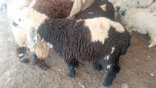 Sheeps