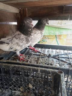 Breeder jora ferozpuri type