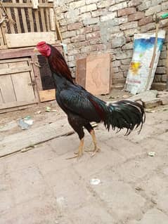 Pure Aseel Murga For Sale