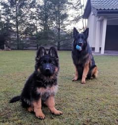 German shepherd pink pedigree male puppy available here