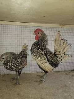 silver sebright eggs lying pair