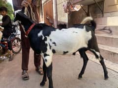 2 Dant bakra For sale