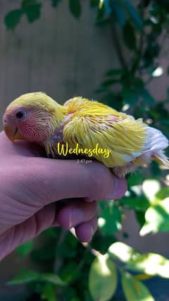 Lovebird