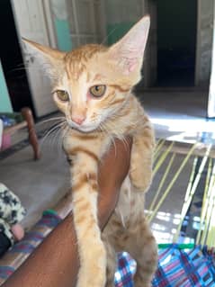 Russian cat male