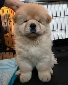 Chow chow imported puppy available in Pakistan for sale